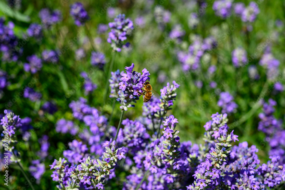 You see a bee sitting on purple lavender looking for nectar.
