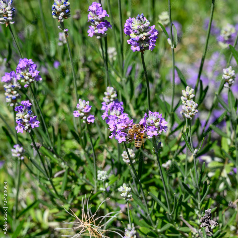 You see a bee sitting on purple lavender looking for nectar.