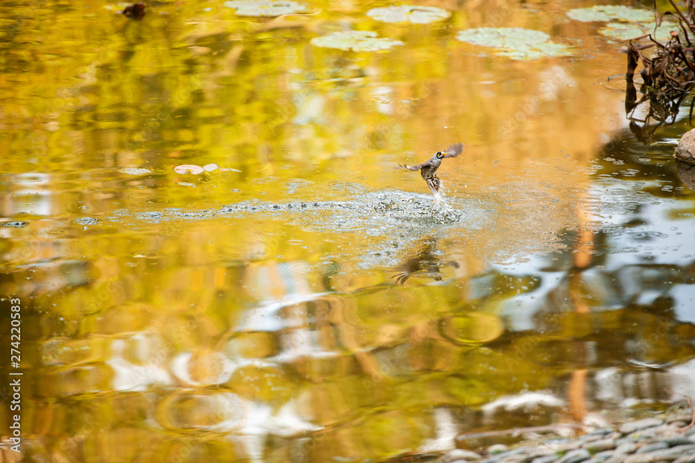 Noisy Miner Noisy Miner