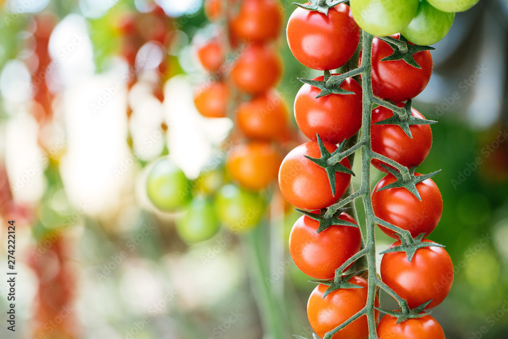 tomato field, pomodoro ciliegino di pachino