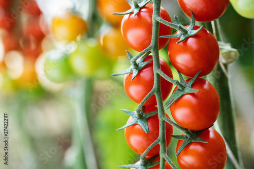 фотографія tomato field, pomodoro ciliegino di pachino