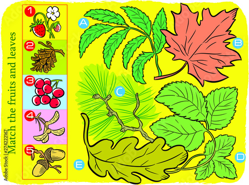 Vector illustration where it is necessary to correctly match the leaves and fruits of trees