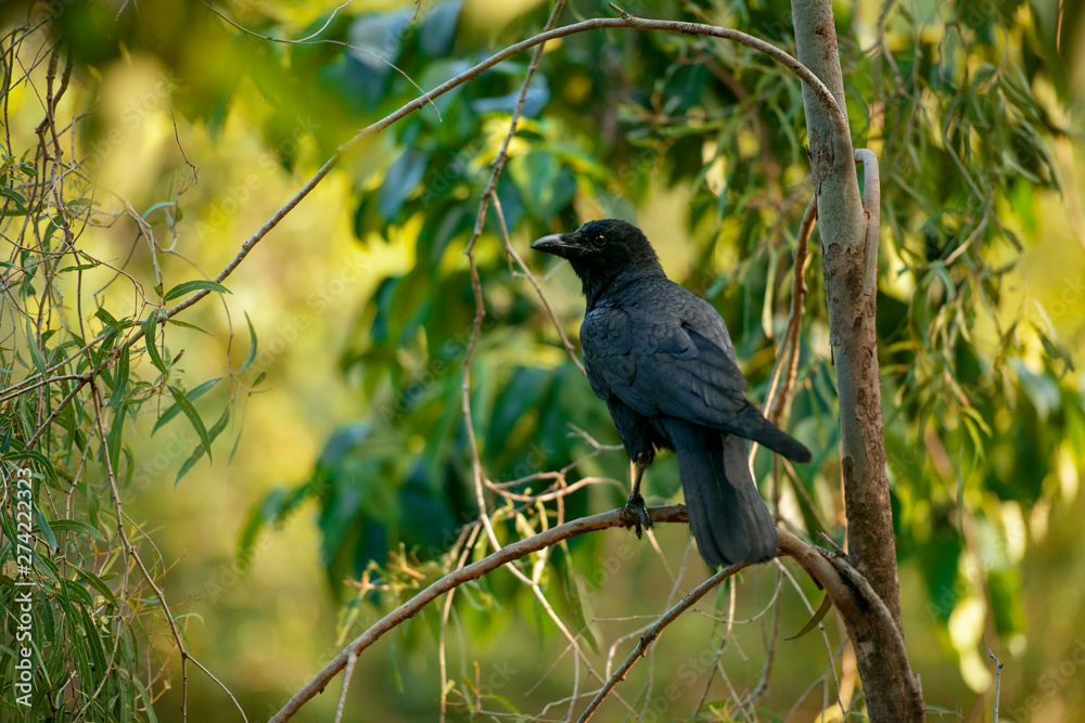 Australian Raven Australian Raven