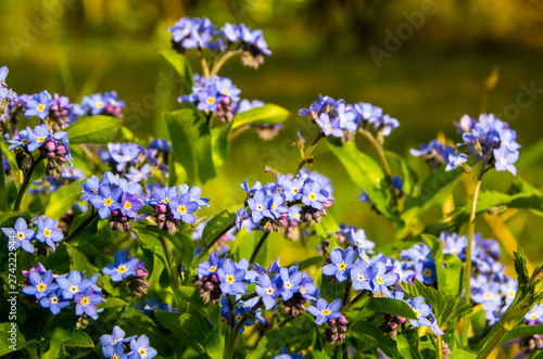 Blue flowers. Blue flowers in the park. Spring blue flowers in the forest. Spring flowers of blue color  Blue spring flowers with dark blurry background. Spring flowers. Mountain spring blue flowers