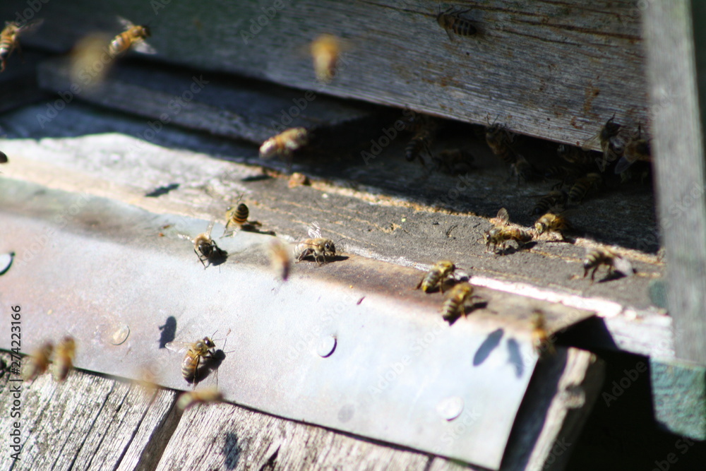 Spring bees Spring bees