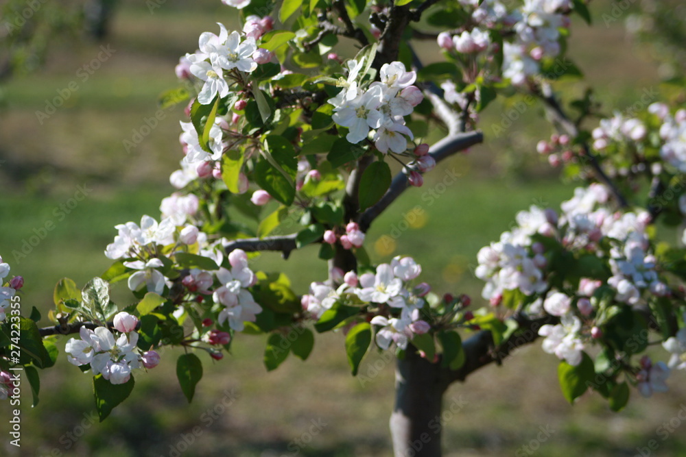 Orchard Orchard