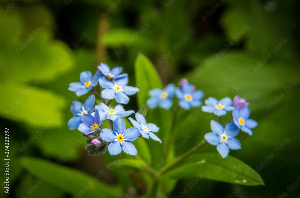 Blue flowers. Blue flowers in the forest. Spring blue flowers in the forest. Spring flowers of blue color, Blue spring flowers with dark blurry background. Spring flowers. Mountain spring blue flowers Blue flowers. Blue flowers in the forest. Spring blue flowers in the forest. Spring flowers of blue color, Blue spring flowers with dark blurry background. Spring flowers. Mountain spring blue flowers
