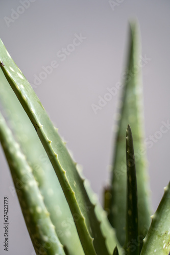 Agave Aloe Vera Plant Leaves Close Up