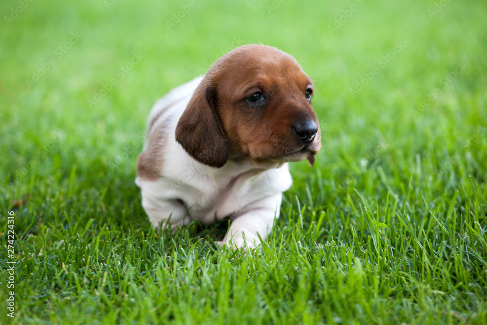 puppy portrait garden grass background