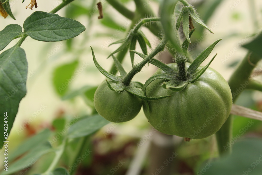 green tomatoes on the branches in the greenhouse green tomatoes on the branches in the greenhouse