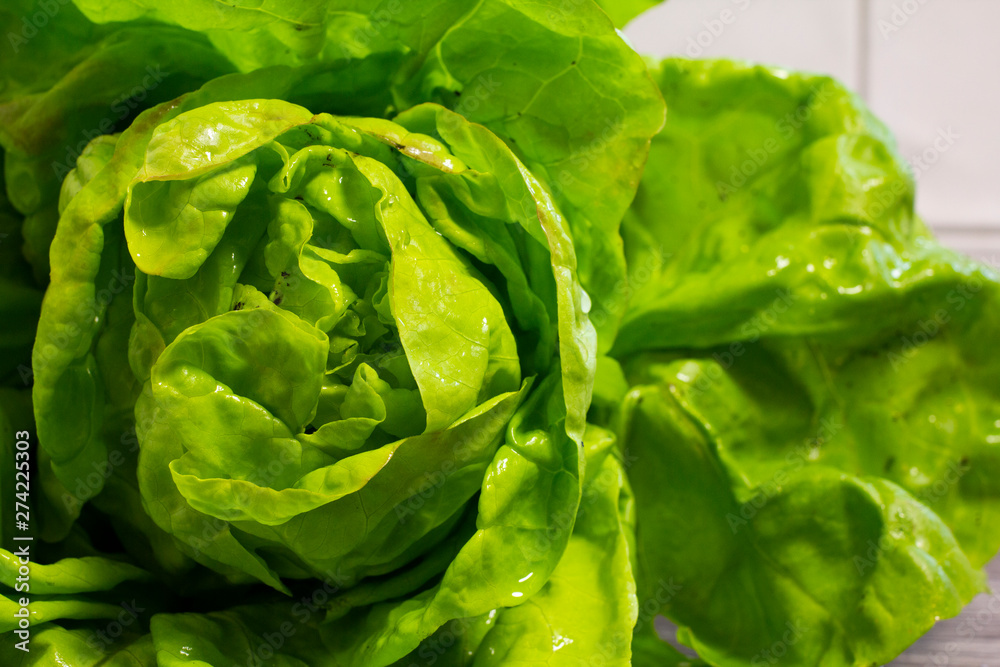 Detail lettuce salad with white tiles in the background. Healthy, fresh, tasty, homemade lettuce from the garden. Detail lettuce salad with white tiles in the background. Healthy, fresh, tasty, homemade lettuce from the garden.