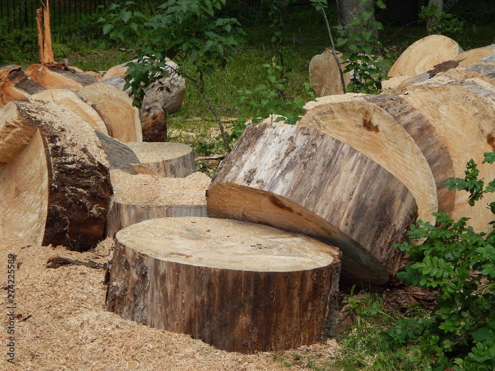 Fallen old trees felled into pieces without bark Fallen old trees felled into pieces without bark