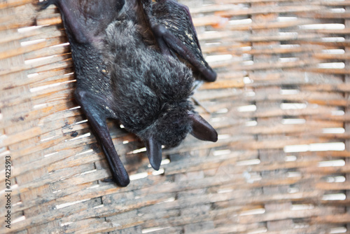 Baby flying bat hanging on bamboo basket photo