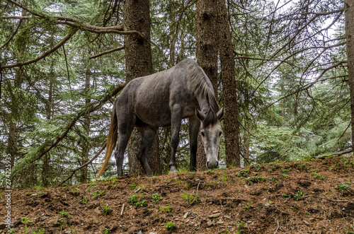 horse in the foret