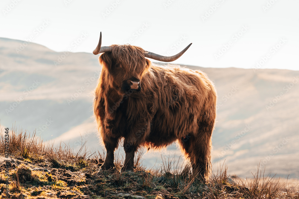Tuinposter met Highland Cow in Isle of Skye, Scotland. #274226346