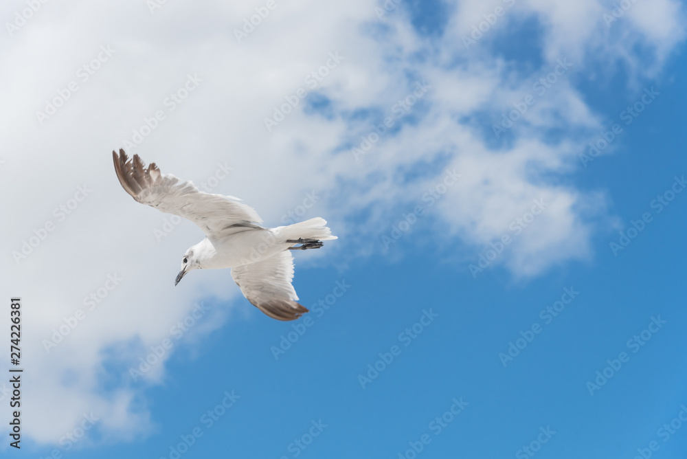 Large white seagull soaring against cloud blue sky on sunny summer day Large white seagull soaring against cloud blue sky on sunny summer day