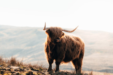 Papier peint photo Couloir et Hall Vache Highland sur l'île de Skye  © atdr