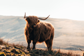 Deken met foto Schotse hooglander Hooglander in berglandschap Isle of Skye  © atdr