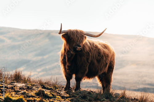 Fotografija Highland Cow in Isle of Skye, Scotland.