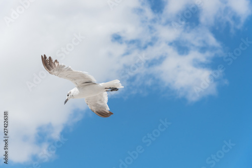 Large white seagull soaring against cloud blue sky on sunny summer day