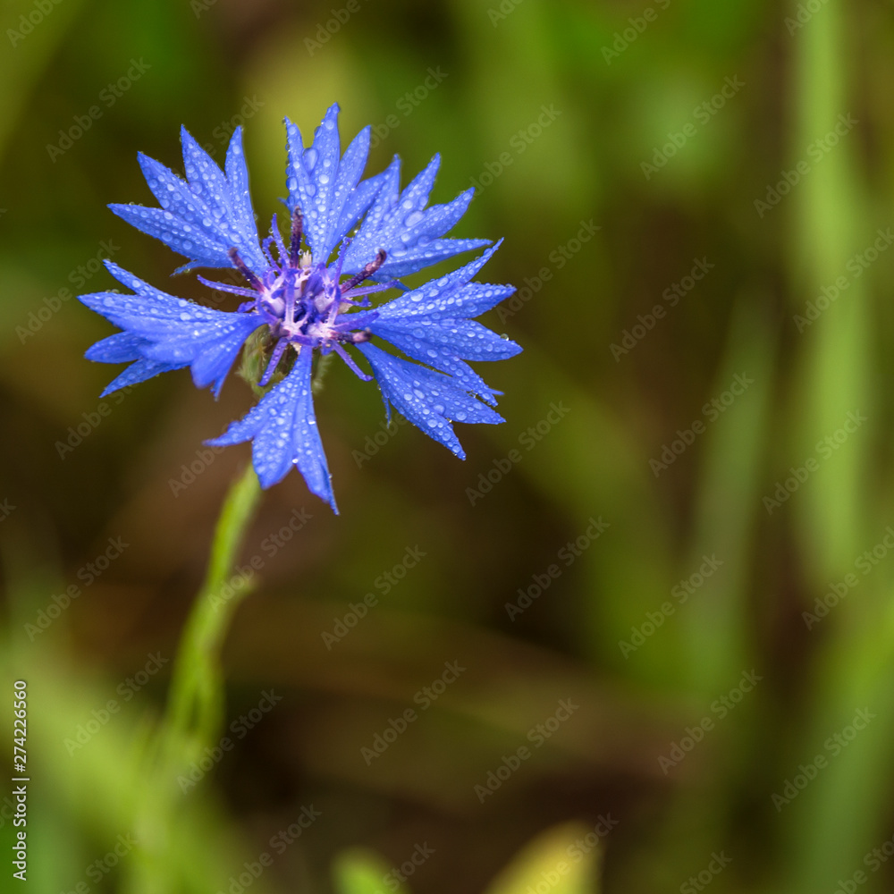 Blue bachelor button flowers with dew drops - cornflower, centaurea cyanus - in the wild, on a sunny day Blue bachelor button flowers with dew drops - cornflower, centaurea cyanus - in the wild, on a sunny day