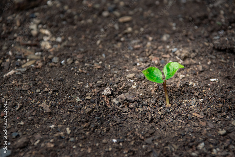 Growing Sprout - Beginning of a new life Growing Sprout - Beginning of a new life