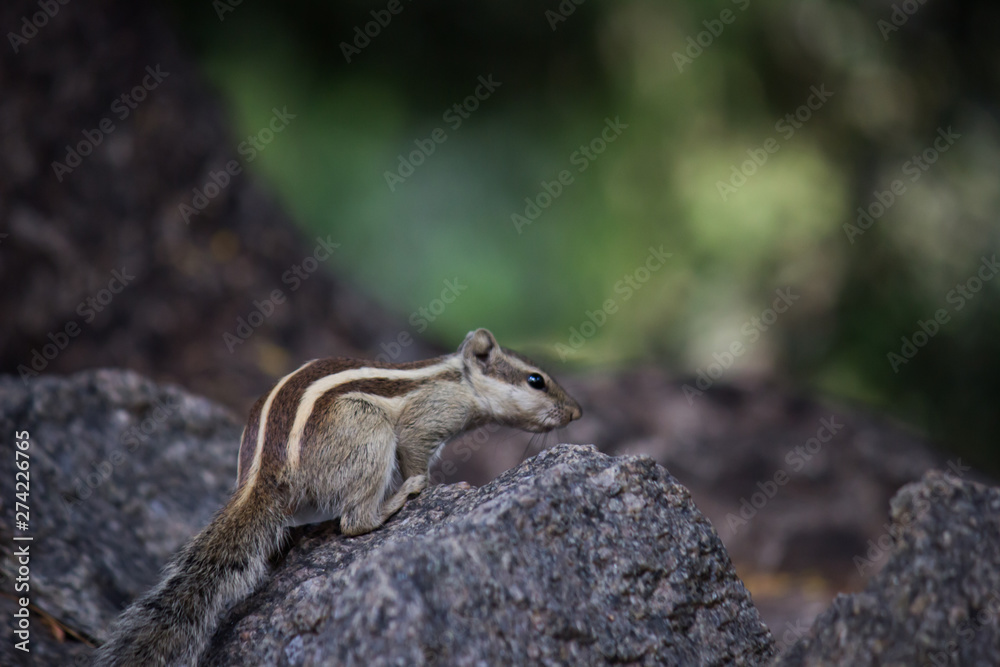 Beautiful Portrait of a Squirrel on the Rock against a soft green blurry background Beautiful Portrait of a Squirrel on the Rock against a soft green blurry background