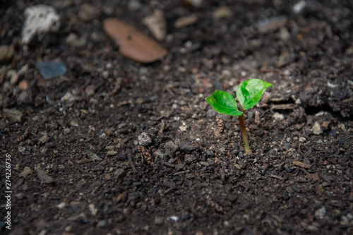 Growing Sprout - Beginning of a new life