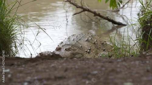 Close-up low-angle still shot of a large Orinoco crocodile lying still near pond, Wisirare Park, Colombia