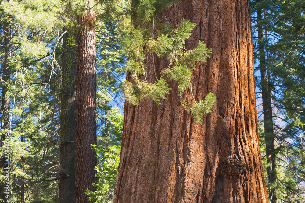 Fototapeta premium Giant Sequoias Forest. Sequoia National Park in California Sierra Nevada Mountains, United States. Classic view of famous giant sequoia trees, also known as giant redwoods or Sierra redwoods
