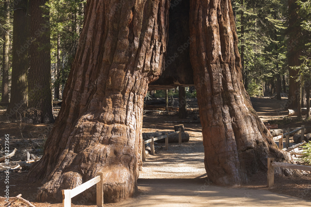 Iconic Sequoia Tunnel Tree. Mariposa Grove of Giant Sequoia in