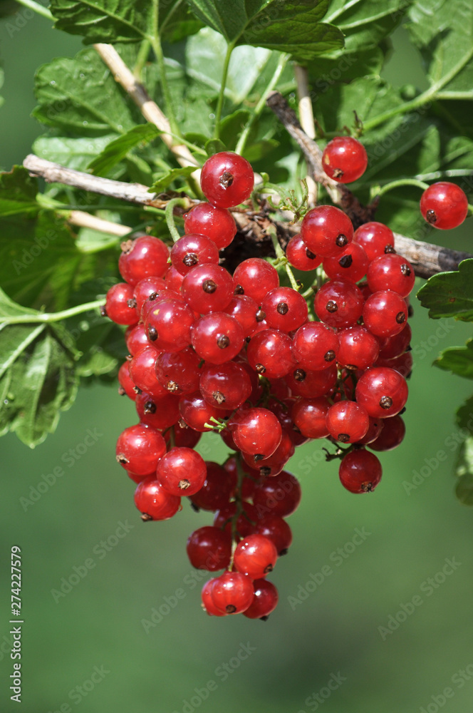On the bush berries are ripe redcurrant On the bush berries are ripe redcurrant