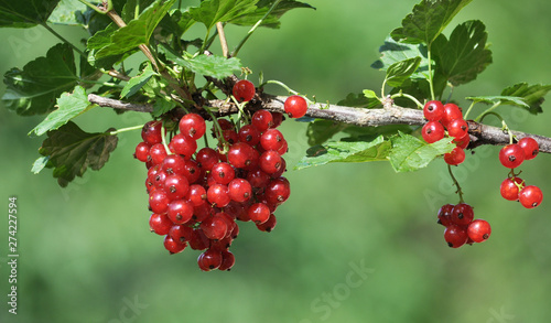 Photo On the bush berries are ripe redcurrant
