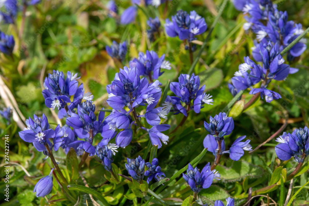 Milkwort Milkwort
