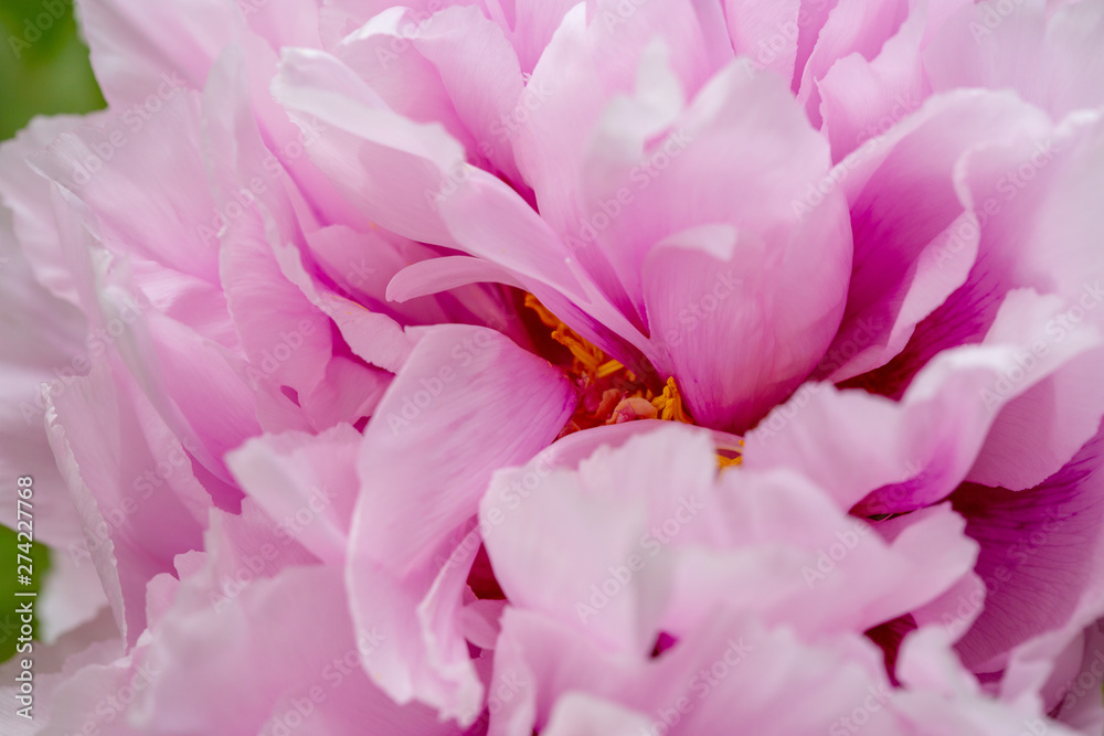 Close up of Peony flower