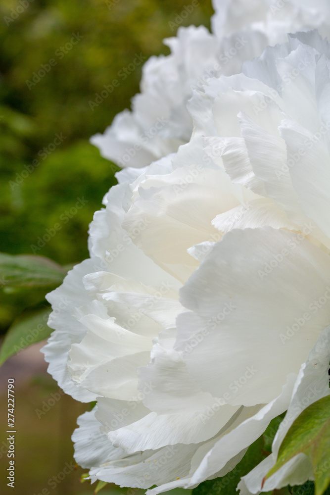 Close up of Peony flower Close up of Peony flower