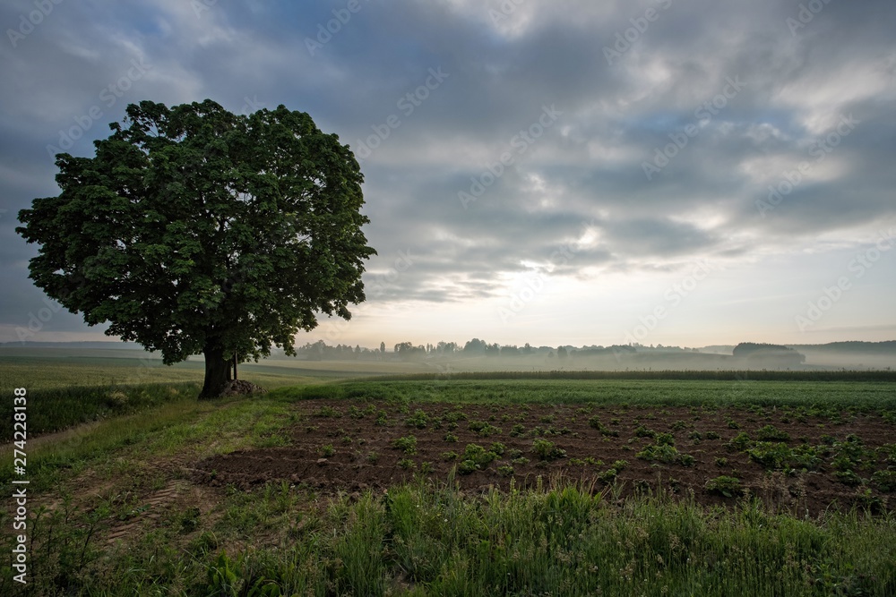 Obraz premium Samotne drzewo na polu, mglisty poranek na wsi