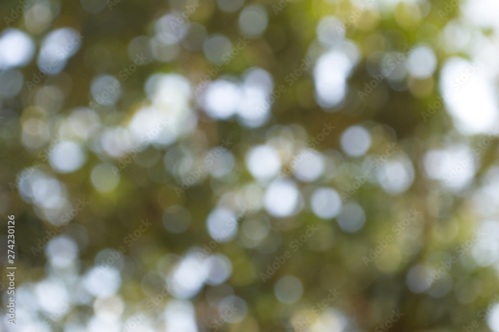 Naklejka premium blur - blurred image of treetops - trees in forest