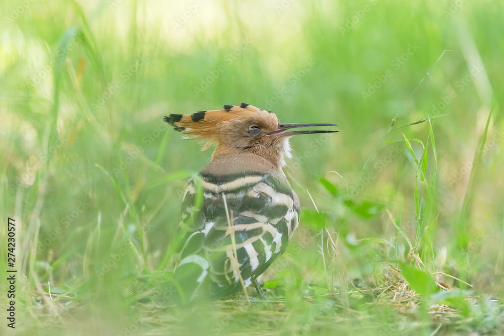 close up of hoopoe sleeping in green grass close up of hoopoe sleeping in green grass