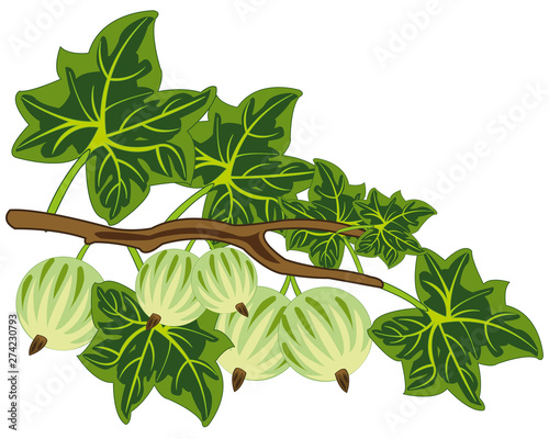 Vector illustration of the ripe berry gooseberry on branch