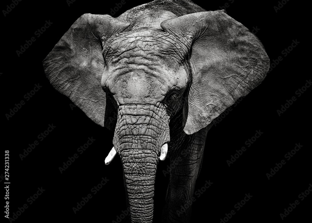 Fototapeta Monochromatyczny portret słonia
