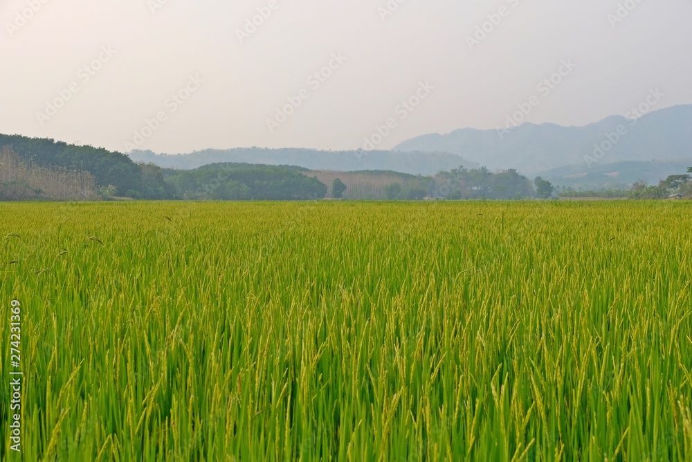 Wide shot of rice field turning yellow as reaching its full-grown stage with mountain at a far.