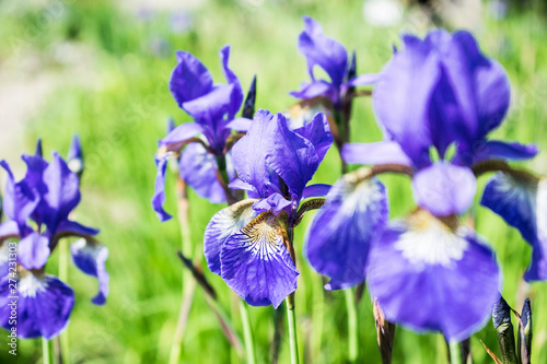 Fototapeta Naklejka Na Ścianę i Meble -  Colorful violet iris flower close up photo