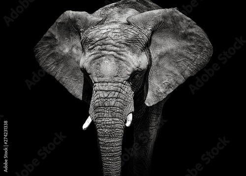 monochromatyczny-portret-slonia