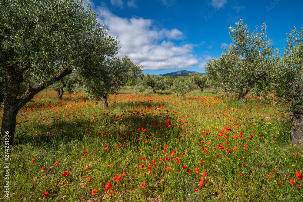 Panoramic picture on an olive trees field with some red poppy flowers during a sunny spring day in Spain - Image Panoramic picture on an olive trees field with some red poppy flowers during a sunny spring day in Spain - Image