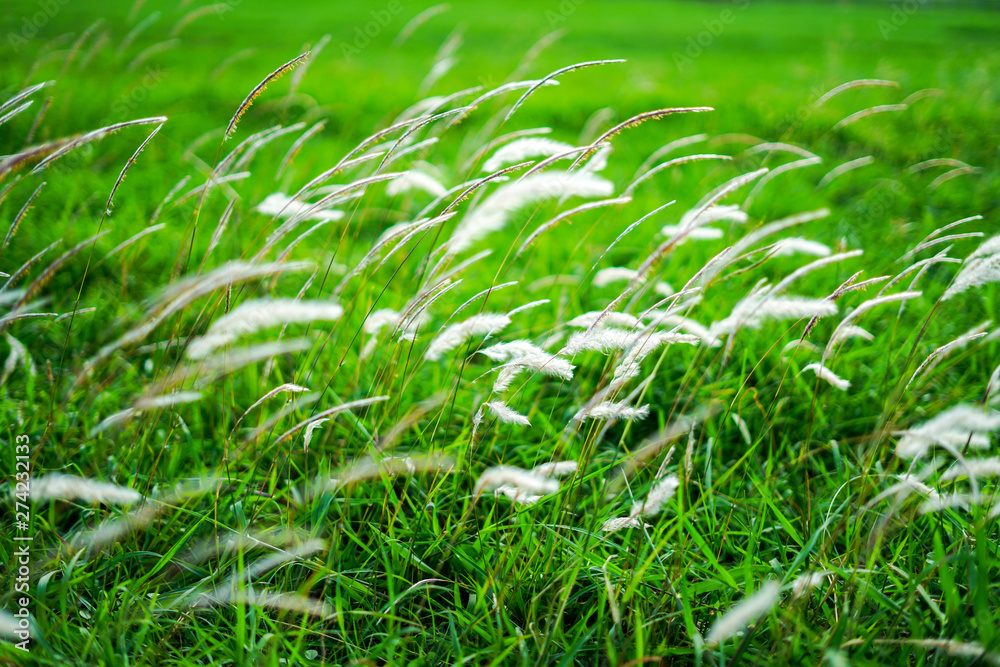 Grass field Grass field