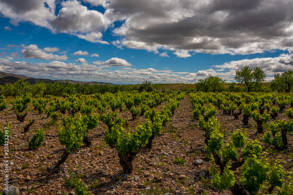closeup view of a vineyard in Spain during a spring day with a cloudy blue sky - Image