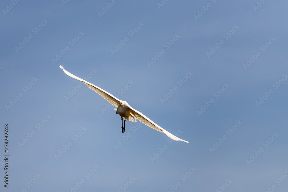 A large white Heron flies over a pond A large white Heron flies over a pond