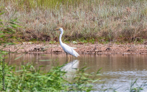 A large white Heron hides behind a wall of reeds