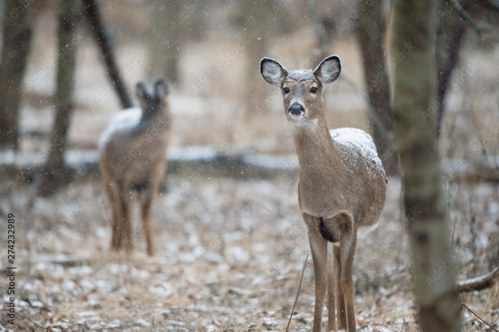 A whitetail deer stand in the forest as a light snowfall comes down and covers the ground and the deer's back. A whitetail deer stand in the forest as a light snowfall comes down and covers the ground and the deer's back.